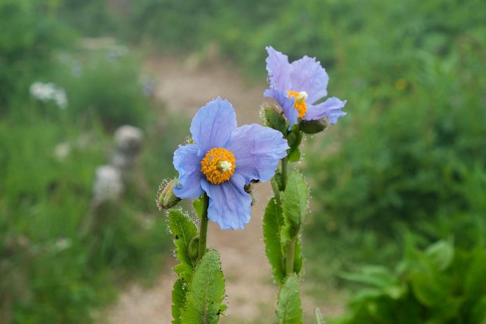 Alpenblume 