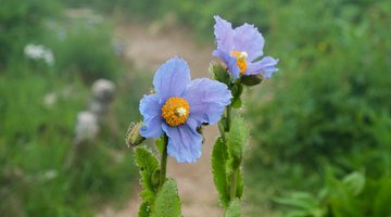 Alpenblume 