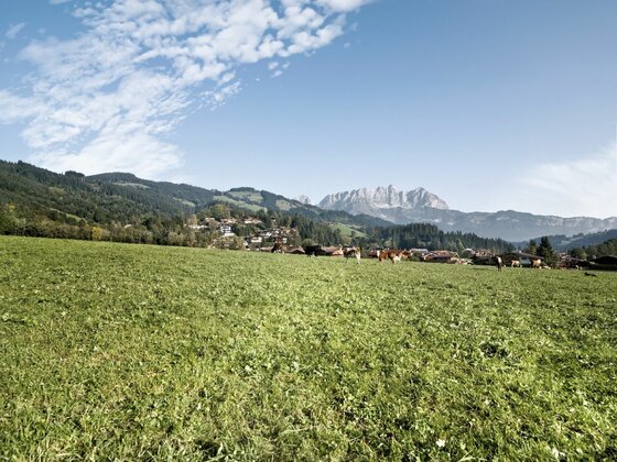 Grüne Wiese im Vordergrund mit Blick auf eine Siedlung und das Gebirgsmassiv des Wilden Kaisers unter blauem Himmel.