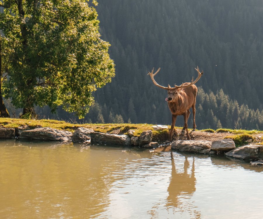 A deer stands in front of the water pond in the mountains