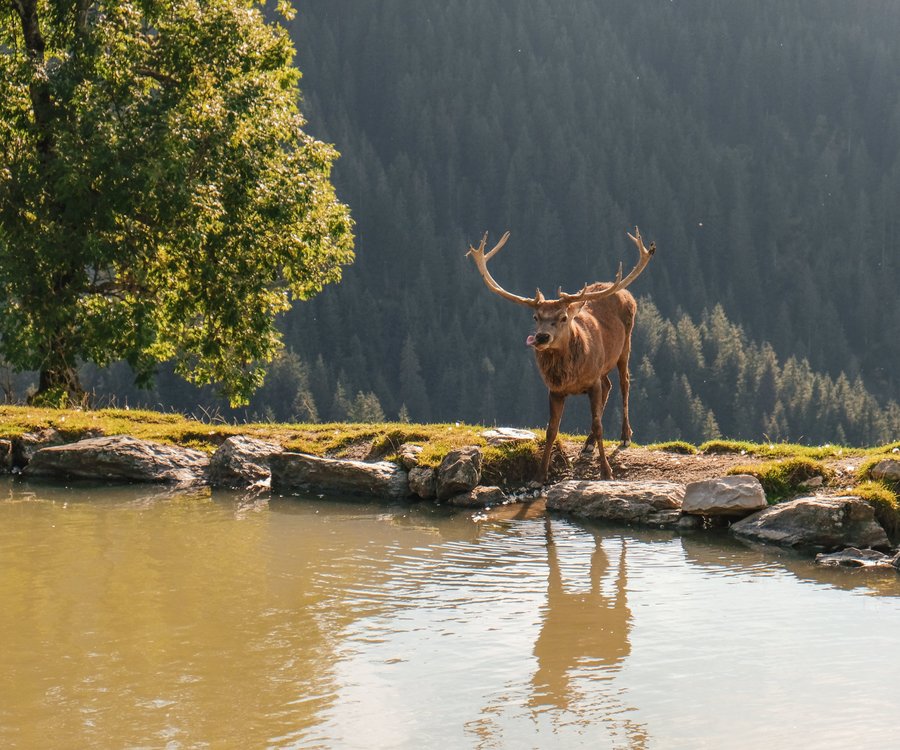 Ein Reh steht vor dem Wasserteich in den Bergen 