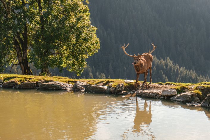 Animal at the water