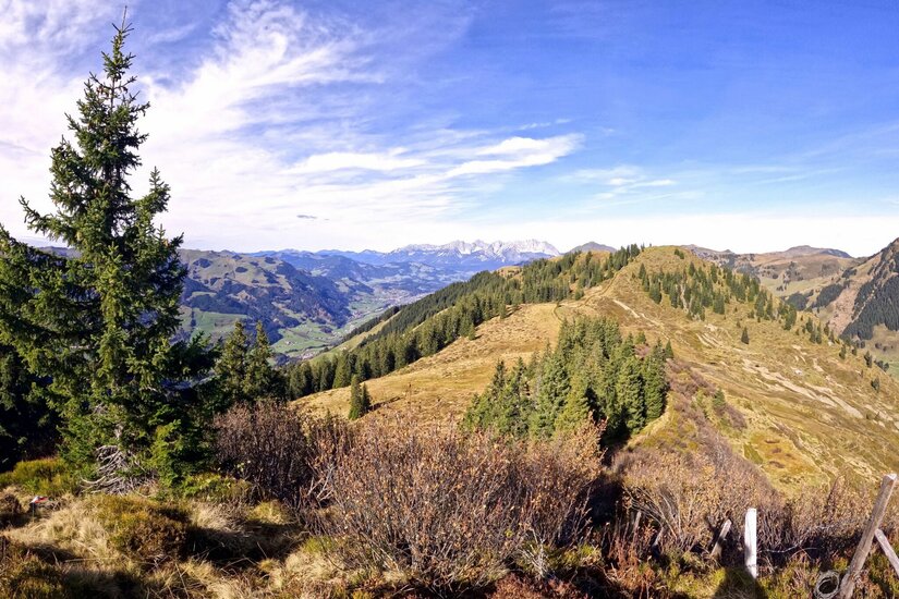 Blick von einem bewaldeten Bergrücken auf ein weites Tal und entfernte Alpengipfel unter blauem Himmel.