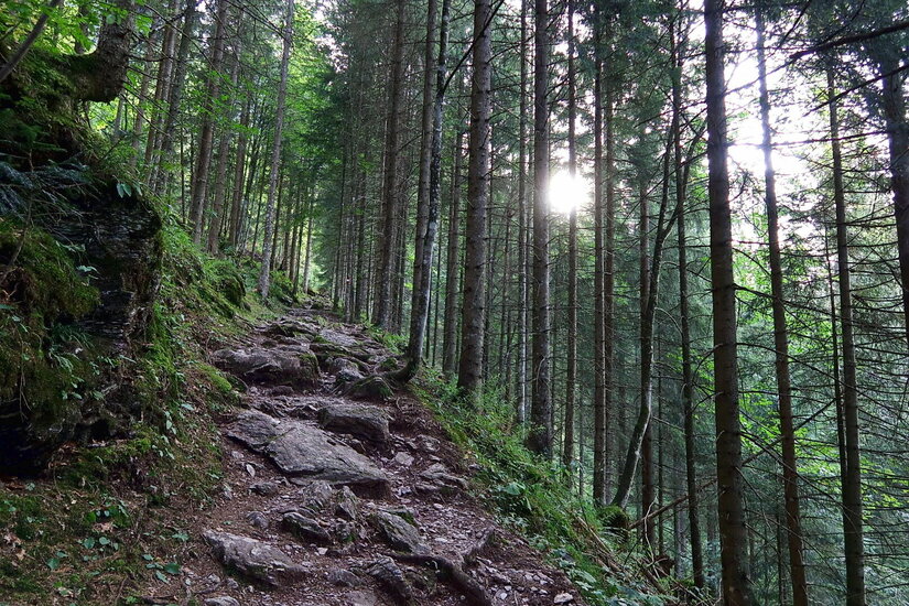 Wanderweg auf der Seidlalmrunde Ein steiniger Wanderweg führt steil bergauf durch einen dichten Nadelwald bei Gegenlicht.