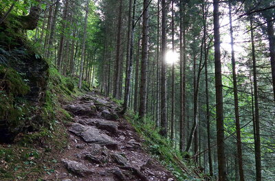 Wanderweg auf der Seidlalmrunde Ein steiniger Wanderweg führt steil bergauf durch einen dichten Nadelwald bei Gegenlicht.