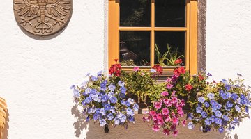Blumen vor dem Fenster
