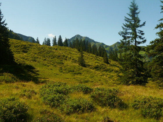Grüne Almwiese mit Nadelbäumen vor einem Gebirgszug unter blauem Himmel.