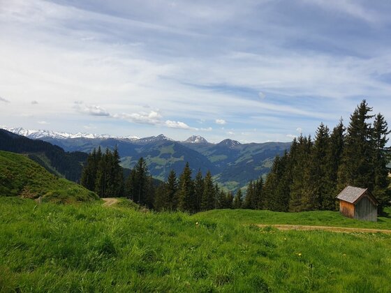 Panoramaweg mit Almhütte Grüne Almwiese mit kleiner Holzhütte vor bewaldeten Bergen und schneebedeckten Gipfeln unter blauem Himmel.