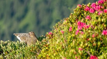 Vogel im Blumen Strauch