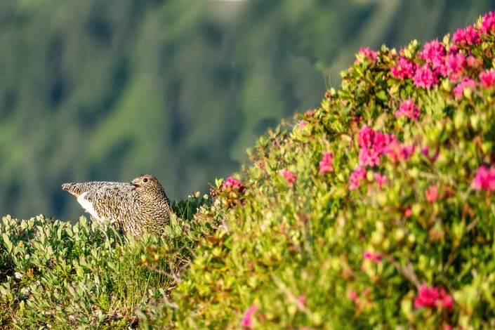 Vogel im Blumen Strauch