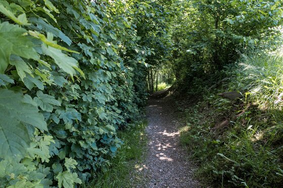 Schmaler, schattiger Wanderweg zwischen dichten grünen Hecken und Bäumen.