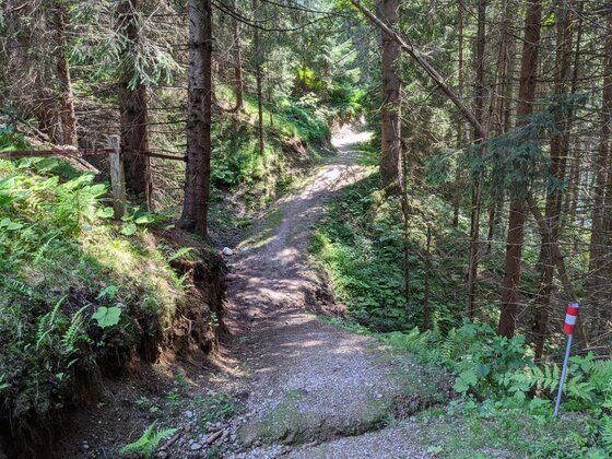 Waldweg bei Pürsting Schmaler Schotterweg führt durch einen dichten Nadelwald mit Farnen am Wegrand.