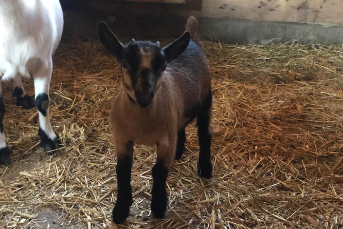 Baby Ziege