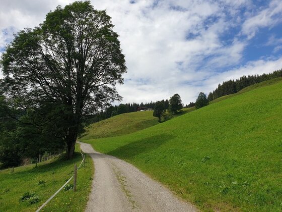 Wanderweg zur Kinzlingalm Ein geschotterter Wanderweg führt an einem großen Laubbaum vorbei über grüne Almwiesen bergauf.