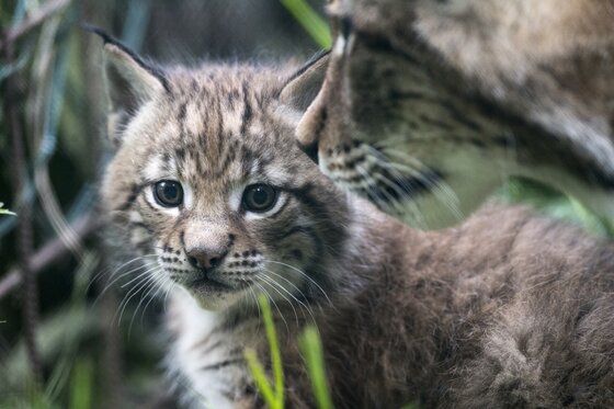 Jungluchs im Wildpark Ferleiten Nahaufnahme eines jungen Luchses mit Pinselohren im Gras.