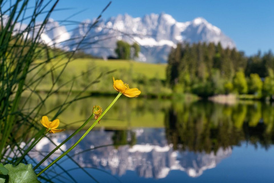 Blume vor Seelandschaft