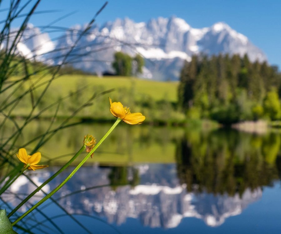 Blume vor Seelandschaft 