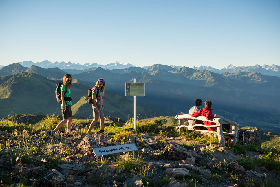 Alpine Flower Garden Trail on the Kitzbüheler Horn with mountain views