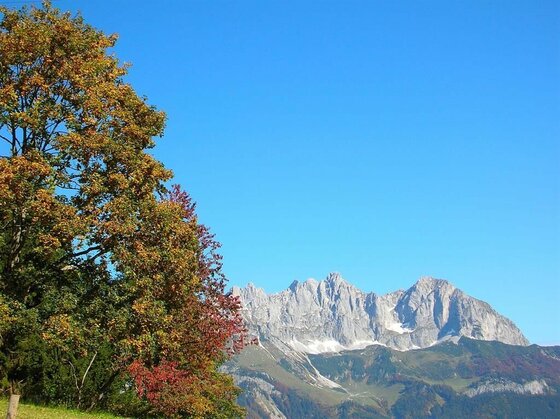 Ausblick auf das Gebirge Blick auf ein schroffes Felsmassiv hinter herbstlich gefärbten Bäumen unter blauem Himmel.