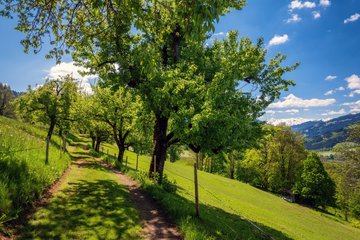 Weg neben Bäumen und Feldern