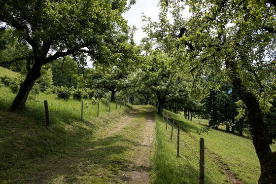 Wanderweg Sonnbergschleife Ein unbefestigter Feldweg führt durch eine grüne Streuobstwiese mit alten Bäumen und einem Holzzaun.