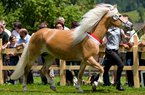 Haflinger-Ausstellung in Reith bei Kitzbühel