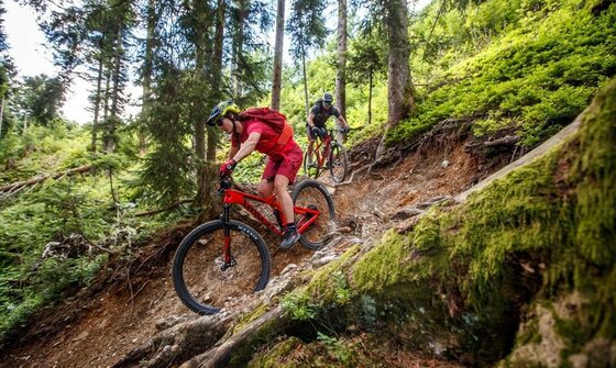 Zwei Mountainbiker fahren einen steilen, wurzeligen Waldpfad bergab.