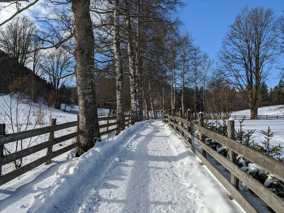 Winterwanderweg Achrain Verschneiter Wanderweg gesäumt von Holzzäunen und Bäumen unter blauem Himmel.