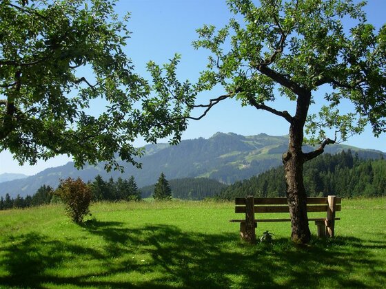 Holzbank unter einem Baum auf einer grünen Wiese mit Blick auf bewaldete Berge.