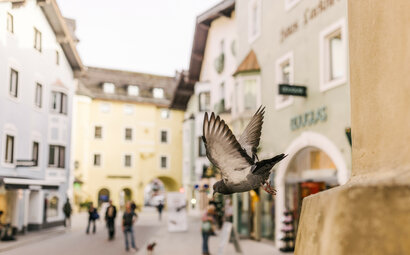 Eine Taube fliegt durch eine belebte Straße in Kitzbühel, umgeben von historischen Gebäuden und Passanten.