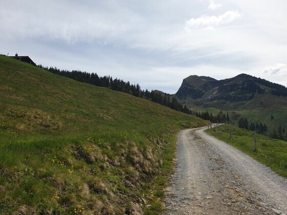 Weg zur Branderalm-Gebraalm Ein geschotterter Forstweg führt durch grüne Almwiesen in Richtung bewaldeter Berge unter bewölktem Himmel.