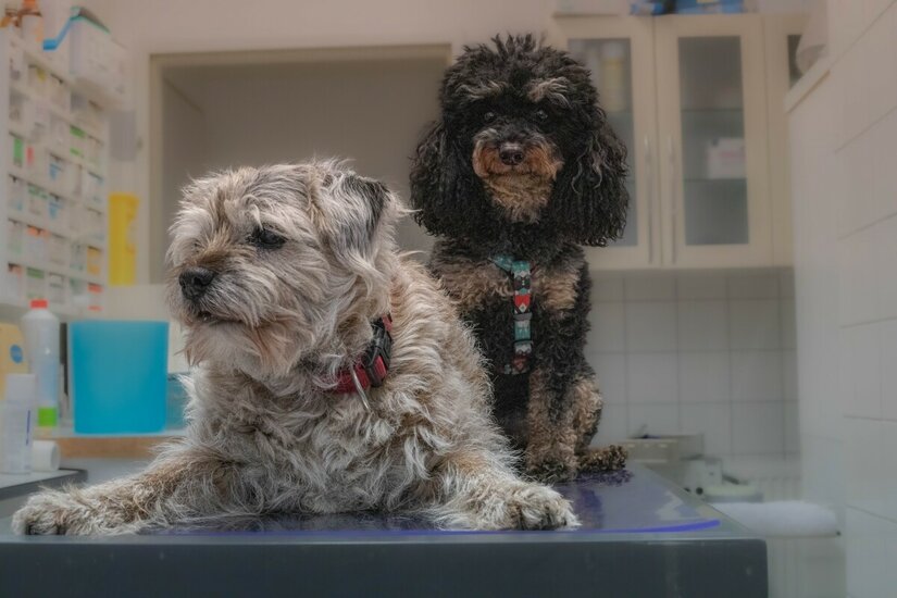 Zwei kleine Hunde auf einem Behandlungstisch in einer Tierarztpraxis.