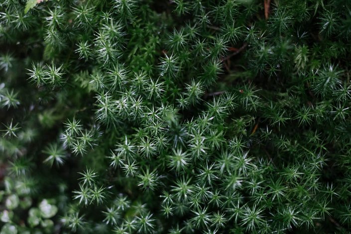 Bäume aus der Vogelperspektive