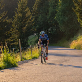 Ein Radfahrer in einem blauen Trikot fährt eine kurvenreiche Straße, umgeben von hohen Bäumen und grünem Gras.
