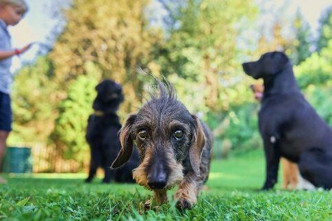 Ein kleiner Rauhaardackel im Vordergrund auf einer Wiese mit weiteren Hunden und einem Kind im Hintergrund.