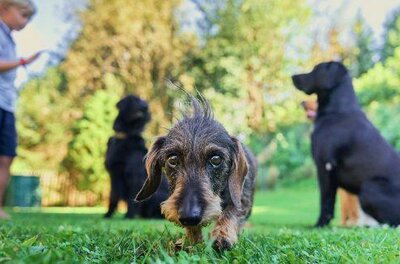 KB DOGS Hundebetreuung Ein kleiner Rauhaardackel im Vordergrund auf einer Wiese mit weiteren Hunden und einem Kind im Hintergrund.