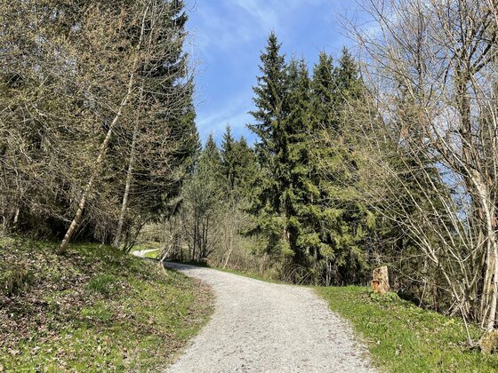 Ein geschotterter Wanderweg führt durch einen Mischwald mit Nadel- und Laubbäumen unter blauem Himmel.