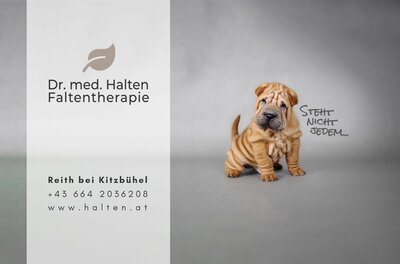 Shar-Pei-Welpe vor grauem Hintergrund neben Werbetext für Faltenherapie.
