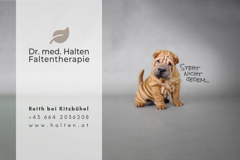 Halten Falten Werbesujet Shar-Pei-Welpe vor grauem Hintergrund neben Werbetext für Faltenherapie.