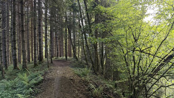 Mocking Downhill 5x.jpg