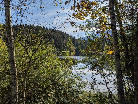 Waldsee im Bichlach Blick durch herbstliche Birken und Sträucher auf einen ruhigen Waldsee.