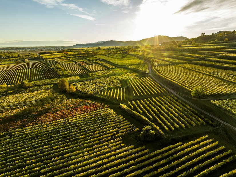 Weinlandschaft