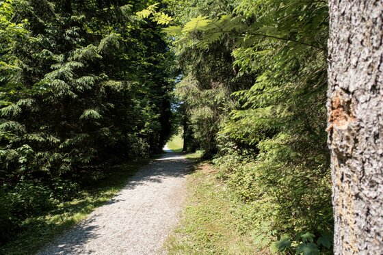 Waldweg am Achrain Ein schmaler Schotterweg führt durch einen dichten Nadelwald mit hohem Baumbestand.