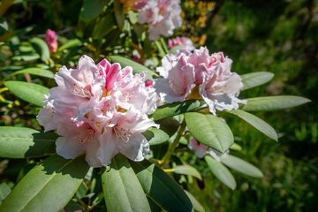 Blumenstrauch