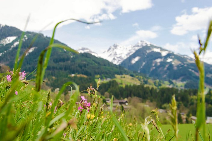 Frühlings wiese