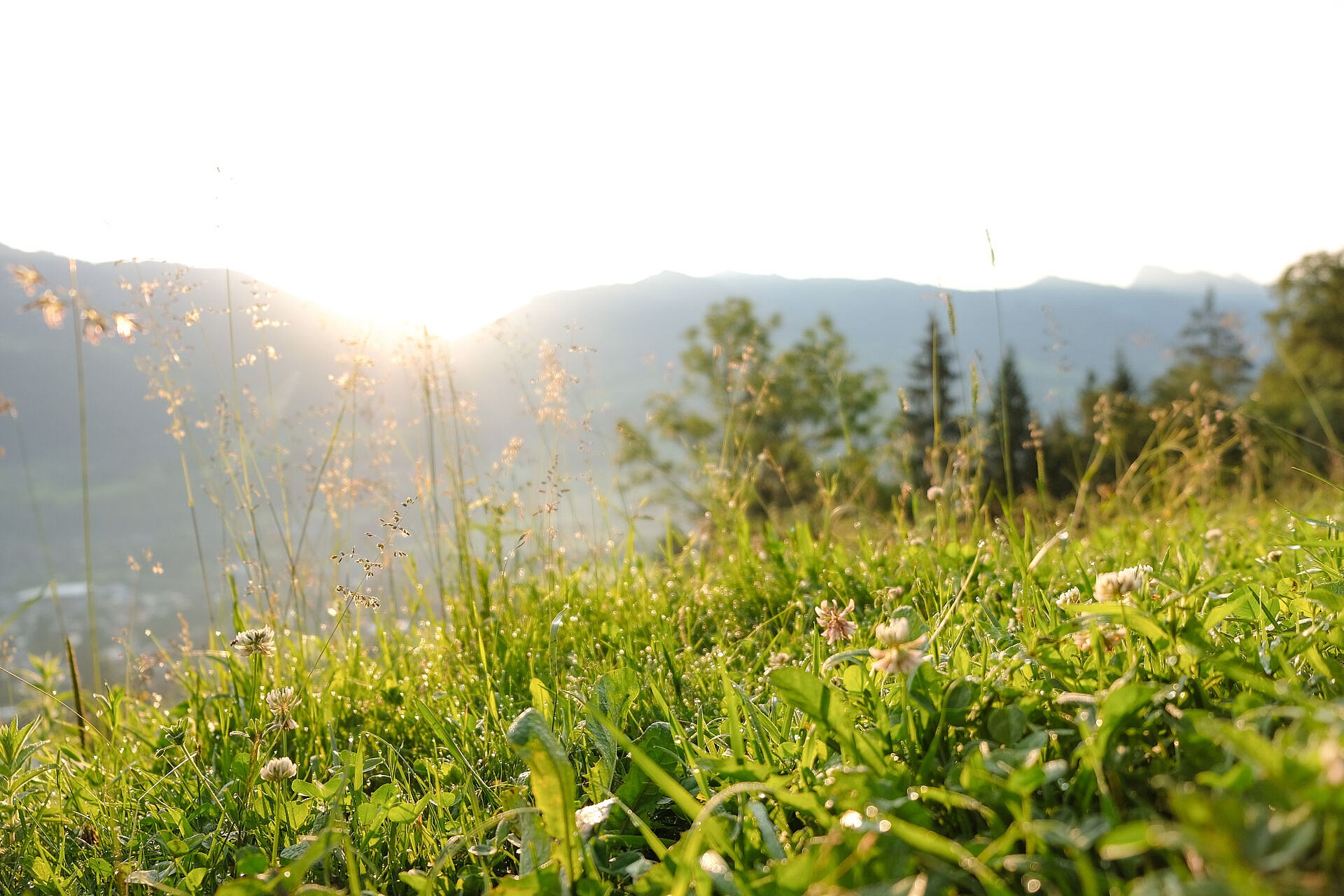 Wiese im Sonnenlicht