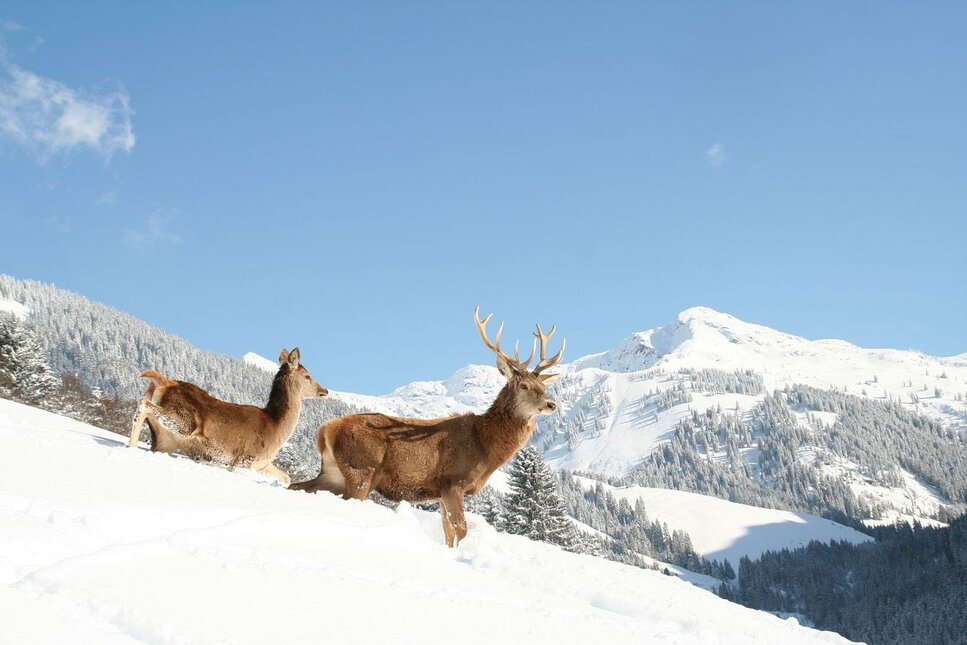 Aurach Wildlife Park in Winter - Two Stags