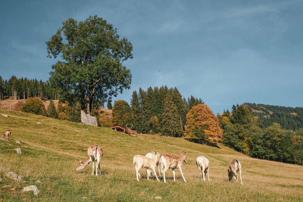 Deer in a certain way