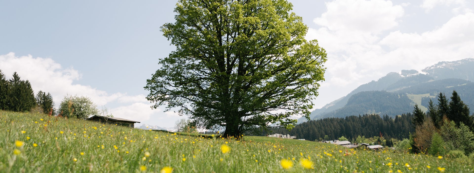 Nature in Kitzbühel 