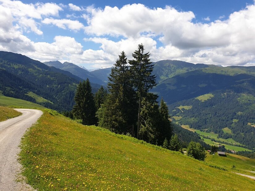 Ein geschotterter Bergweg führt an einer grünen Almwiese mit Nadelbäumen vorbei in ein bewaldetes Tal.